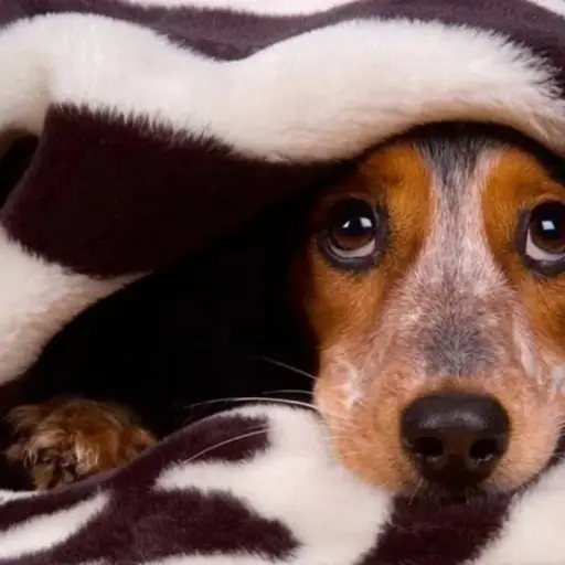 como-calmar-a-tu-perro-cuando-hay-pirotecnia ,