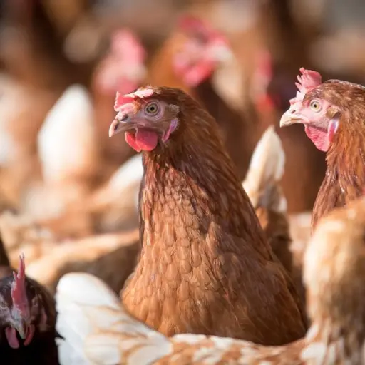 Imagen con fines ilustrativos | pixabay