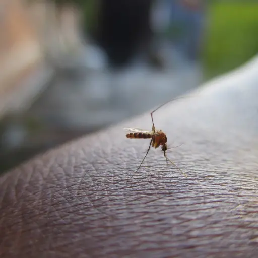 Las autoridades pidieron evitar la proliferación del mosquito transmisor del dengue. Foto ilustrativa de Pixabay. (lksuperboy)