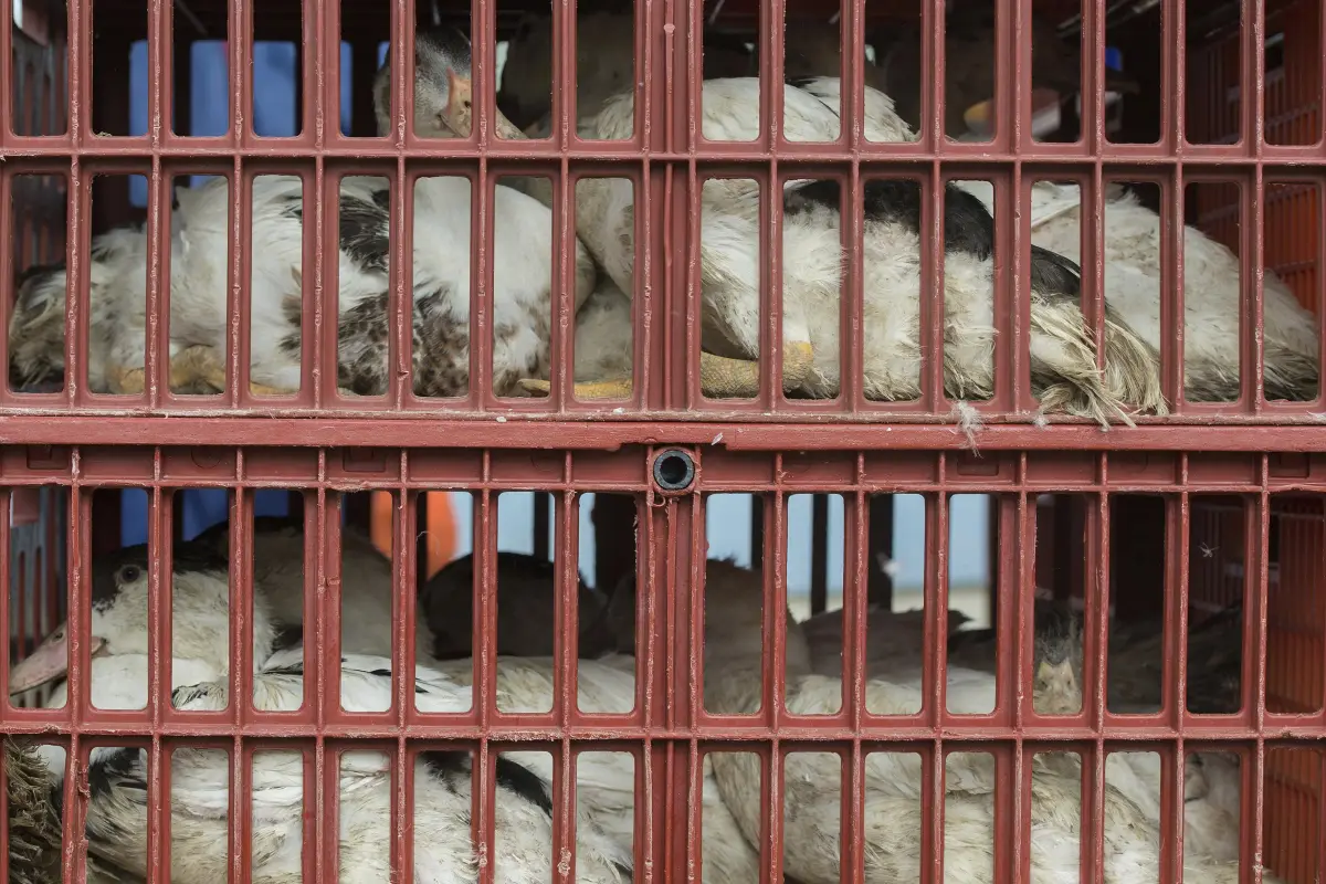 Fotografía de archivo de aves de corral que son llevadas en jaulas a un matadero para evitar que se extienda una epidemia de gripe aviar., Foto EFE