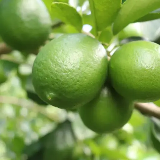 Cultivo de limón. ,Foto MAGA