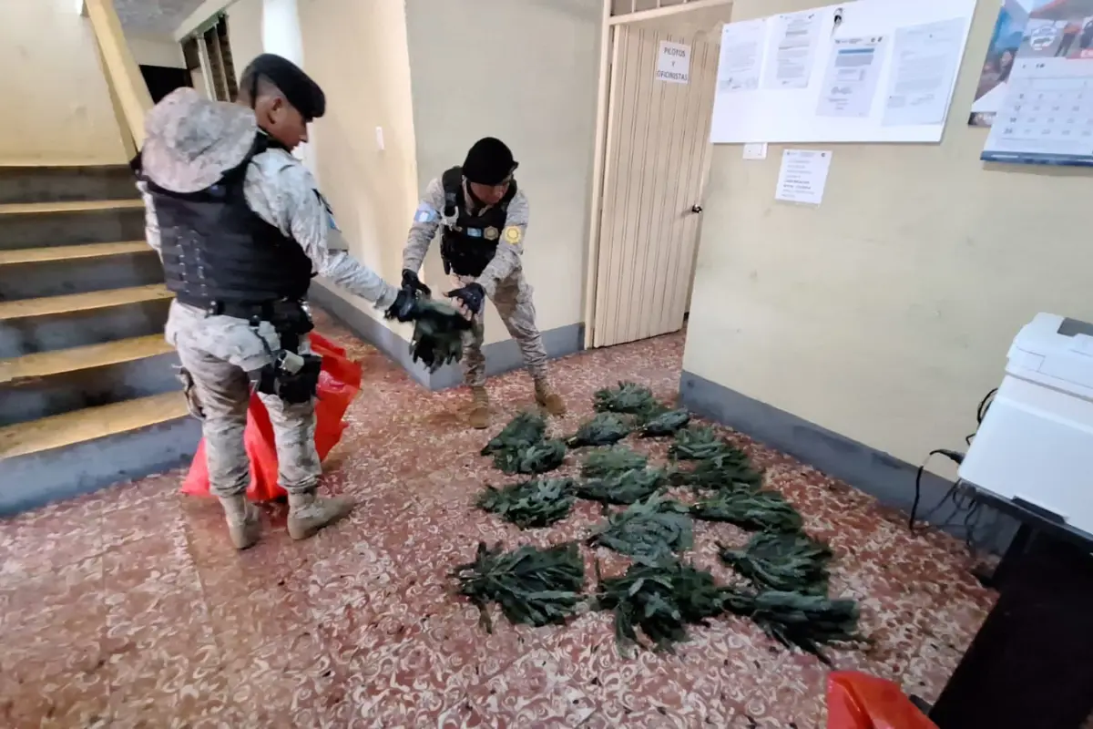 Diprona localiza ramillas de pinabete en Mazatenango