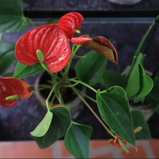 Plantar ornamentales ,Foto MAGA