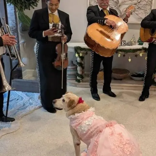 celebracion-xv-anos-perrita-viral ,Foto:  Dilo con perritos/X.