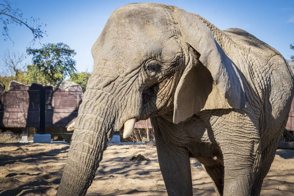 Muere en España la elefanta africana más longeva del mundo, Foto EFE