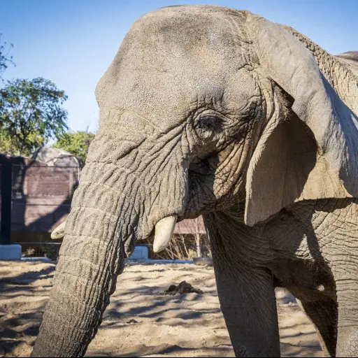 Muere en España la elefanta africana más longeva del mundo ,Foto EFE