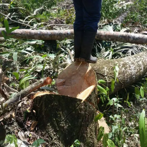 Al norte de Petén se detectó el ingreso de mexicanos que talan árboles.  ,Fundaeco