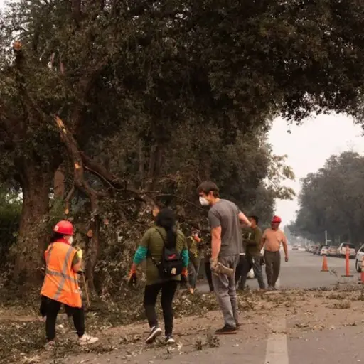 Jornaleros indocumentados limpian tras incendios en Los Ángeles. ,EFE.