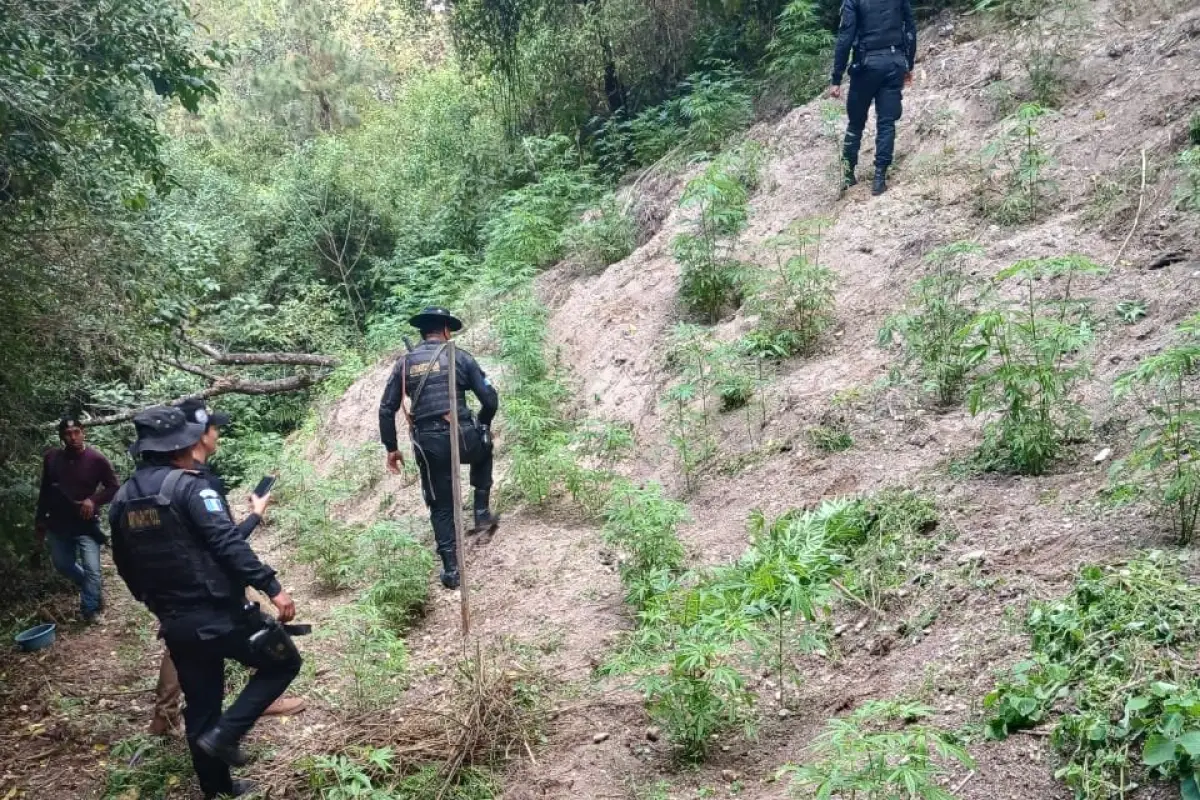 La marihuana fue ubicada en cinco campos de Totonicapán., PNC de Guatemala.