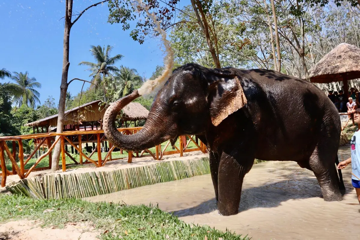 Elefante en Koh Yao Elephant Care, Facebook Koh Yao Elephant Care 