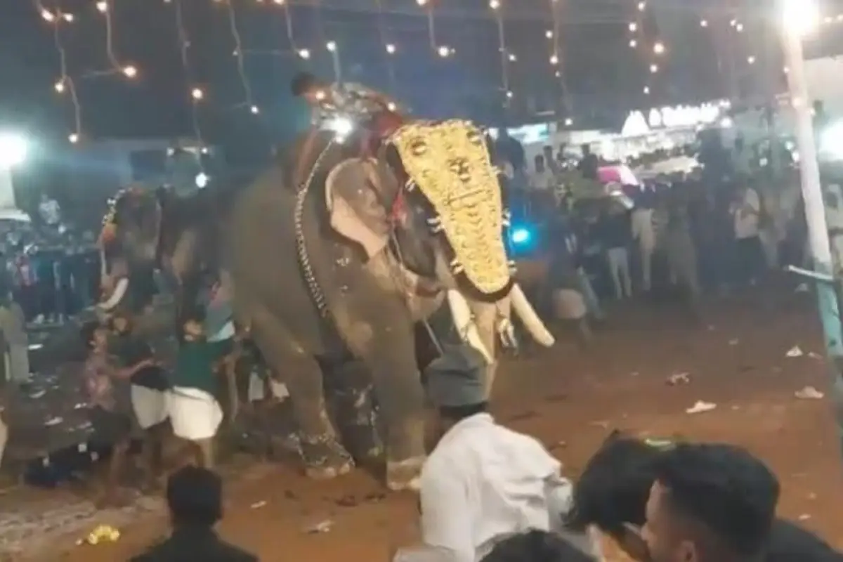 Al menos 23 heridos por el ataque de un elefante durante un festival en el sur de la India, Captura de pantalla video X.