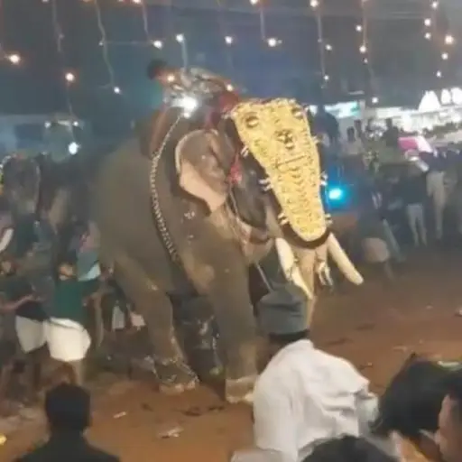 Al menos 23 heridos por el ataque de un elefante durante un festival en el sur de la India ,Captura de pantalla video X.