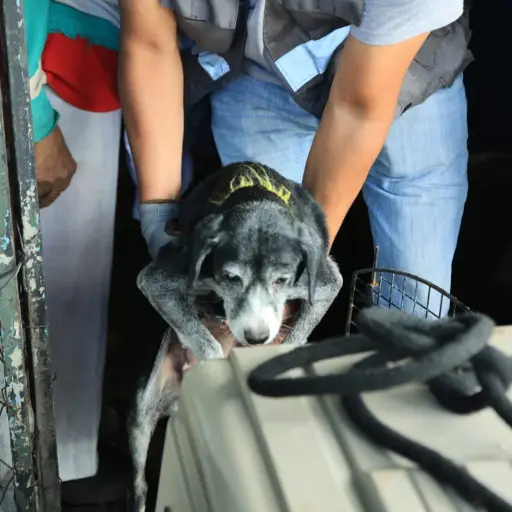 Rescates por maltrato animal  ,MAGA