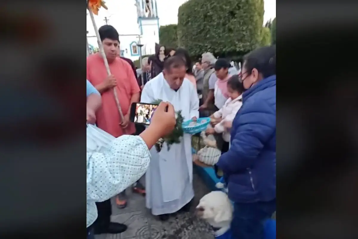 Así reacciona gato del TikTok al recibir agua bendita., Captura de pantalla video TikTok.