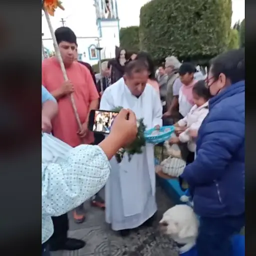 Así reacciona gato del TikTok al recibir agua bendita. ,Captura de pantalla video TikTok.