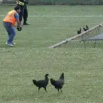 Gallinas durante el partido entre La Democracia y Coatepeque 