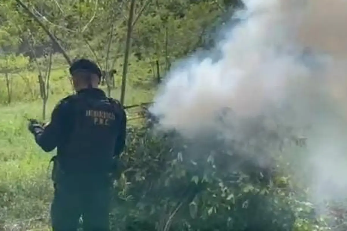 Agentes de la SGAIA erradicaron la plantación ubicada en Alta Verapaz., PNC de Guatemala.