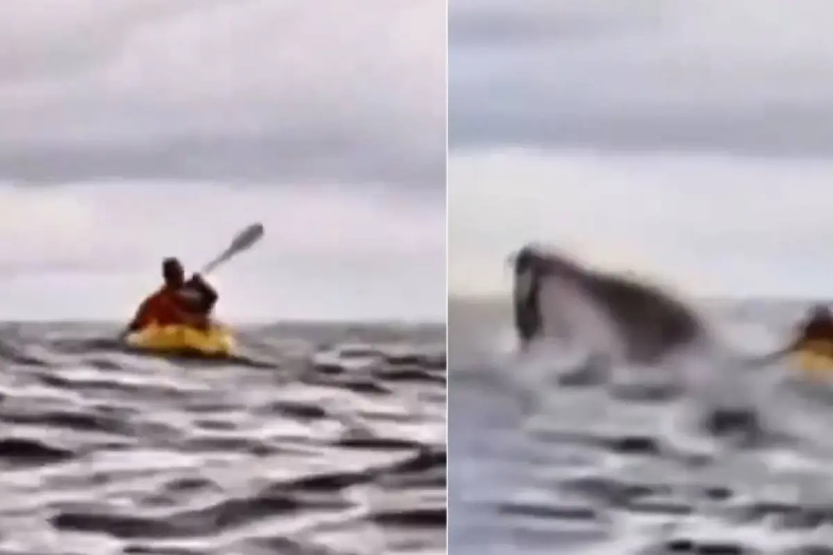 VIDEO: Joven en kayak es tragado por ballena en Chile, Capturas de pantalla de la red social X