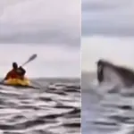 VIDEO: Joven en kayak es tragado por ballena en Chile ,Capturas de pantalla de la red social X