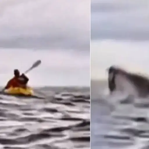 VIDEO: Joven en kayak es tragado por ballena en Chile ,Capturas de pantalla de la red social X