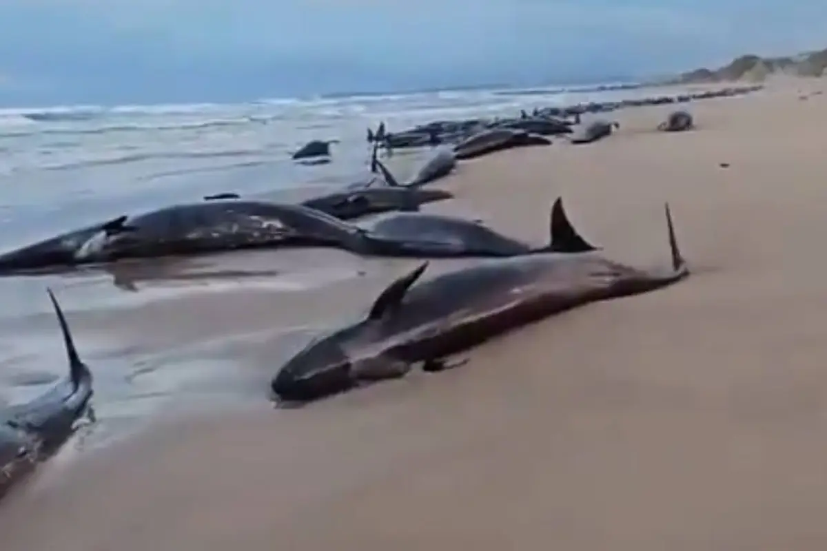 Ballenas varadas en playa de Australia, Captura de pantalla de la red social X