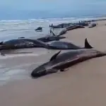 Ballenas varadas en playa de Australia ,Captura de pantalla de la red social X