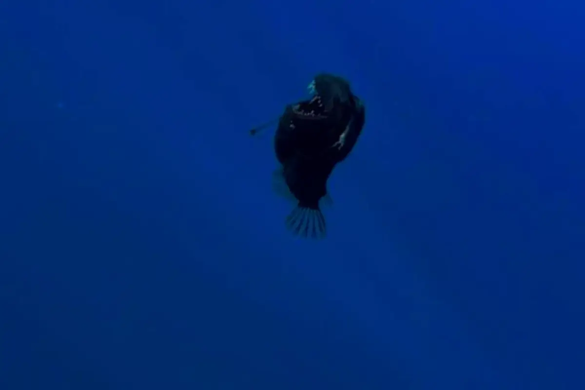 Graban por primera vez al terrorífico diablo negro del abismo en la costa de Tenerife., Captura de pantalla video X.