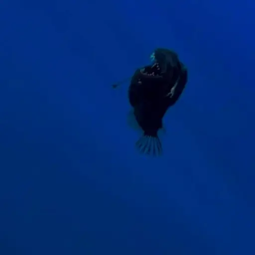 Graban por primera vez al terrorífico diablo negro del abismo en la costa de Tenerife. ,Captura de pantalla video X.