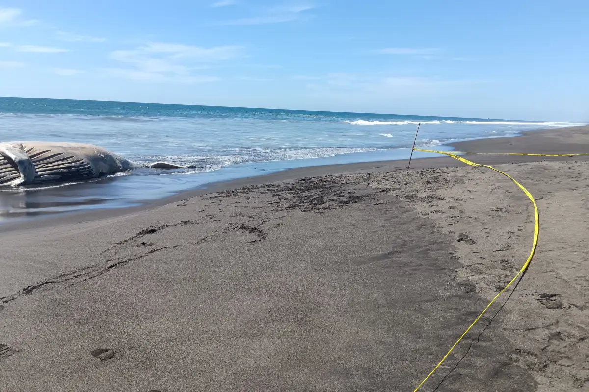 La ballena fallecida fue encontrada en la playa de la aldea Las Mañanitas., Conap