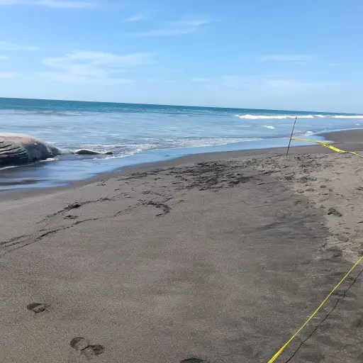 La ballena fallecida fue encontrada en la playa de la aldea Las Mañanitas. ,Conap
