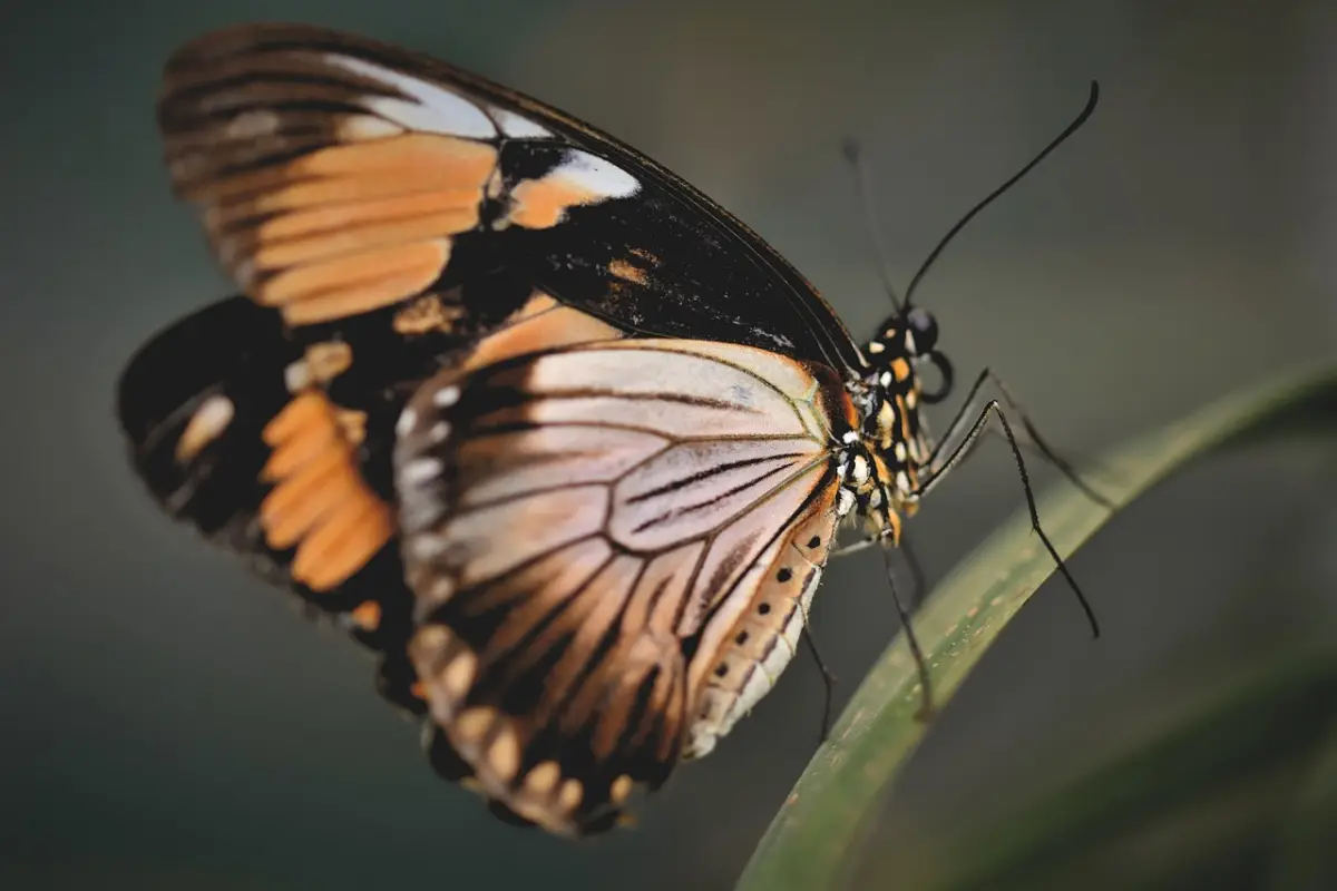 mariposa, mariposas tropicales, exótico, insecto, ala, mariposa, mariposa, mariposa, mariposa, mariposa, Pixabay