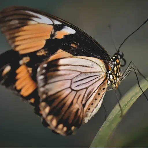 mariposa, mariposas tropicales, exótico, insecto, ala, mariposa, mariposa, mariposa, mariposa, mariposa ,Pixabay