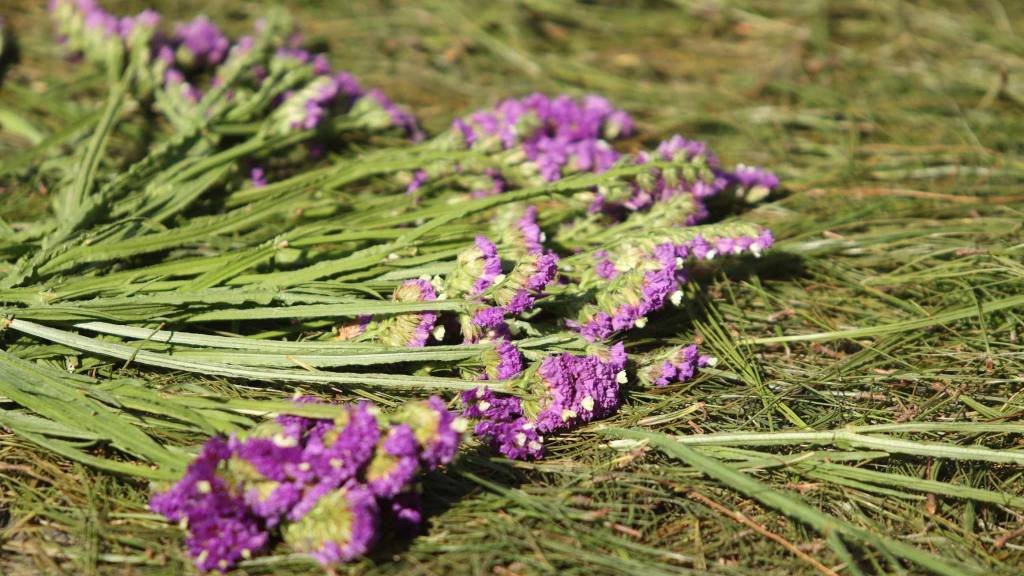 Fieles elaboraron vistosas alfombras para el paso de Jesús de la Buena Muerte | Álex Meoño