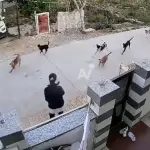 Joven es atacada y arrastrada por una jauría en la India. ,Captura de pantalla video X.