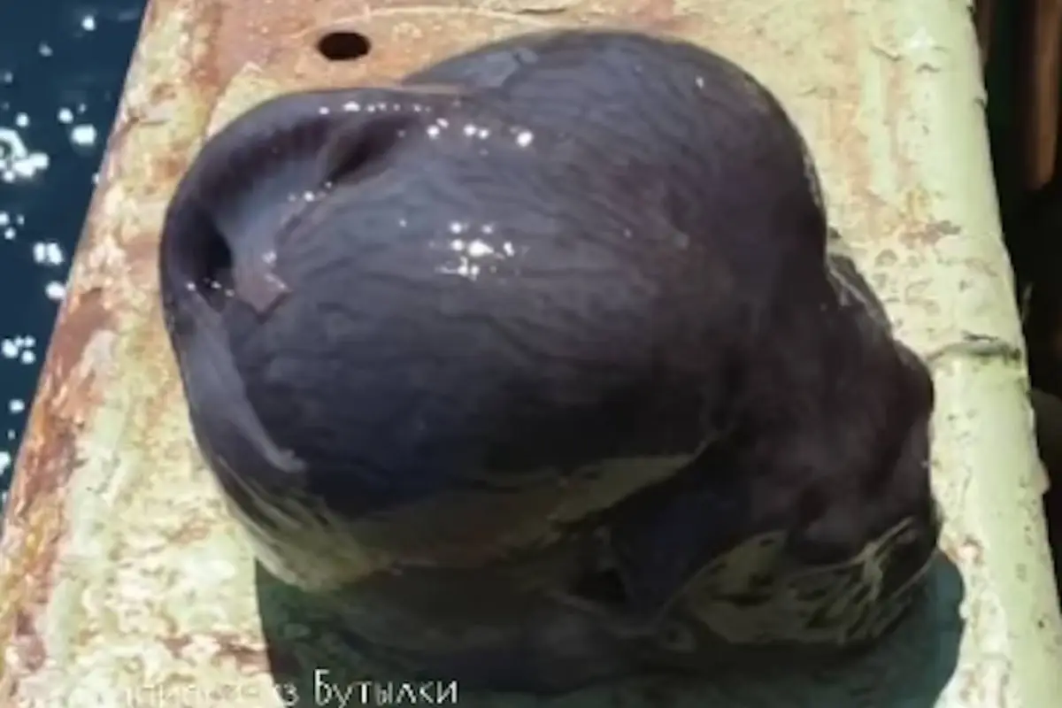 Video del pescador y fotógrafo ruso Román Fedortsov., Instagram 