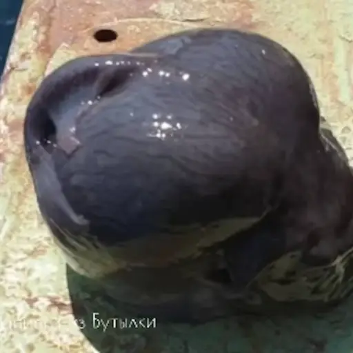 Video del pescador y fotógrafo ruso Román Fedortsov. ,Instagram 