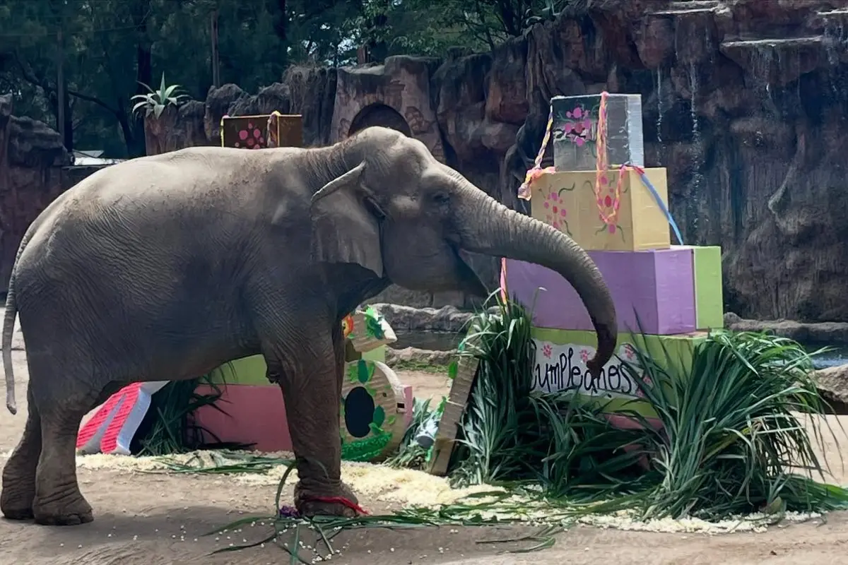 Recientemente celebraron el cumpleaños número 64 de Trompita., Zoológico La Aurora.