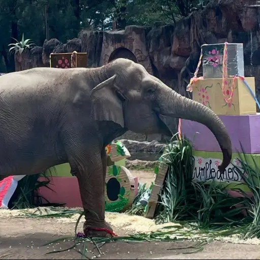 Recientemente celebraron el cumpleaños número 64 de Trompita. ,Zoológico La Aurora.