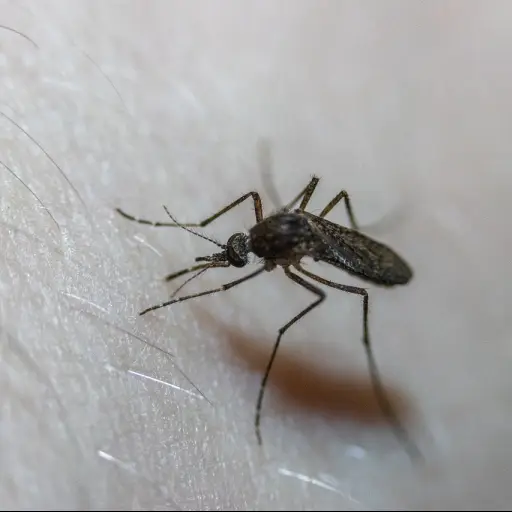 Imagen con fines ilustrativos | pixabay