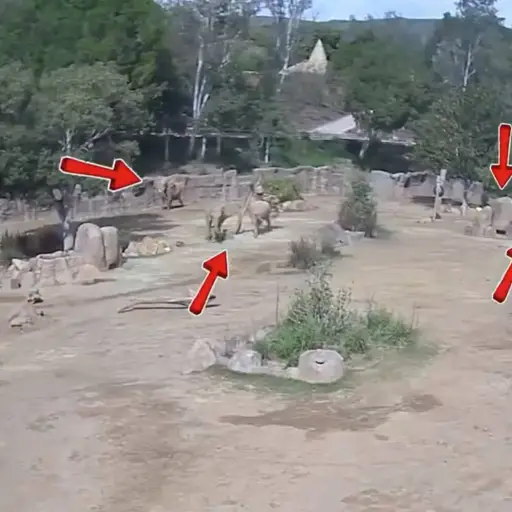 Elefantes sorprenden con su respuesta al temblor. ,Captura de pantalla video X.