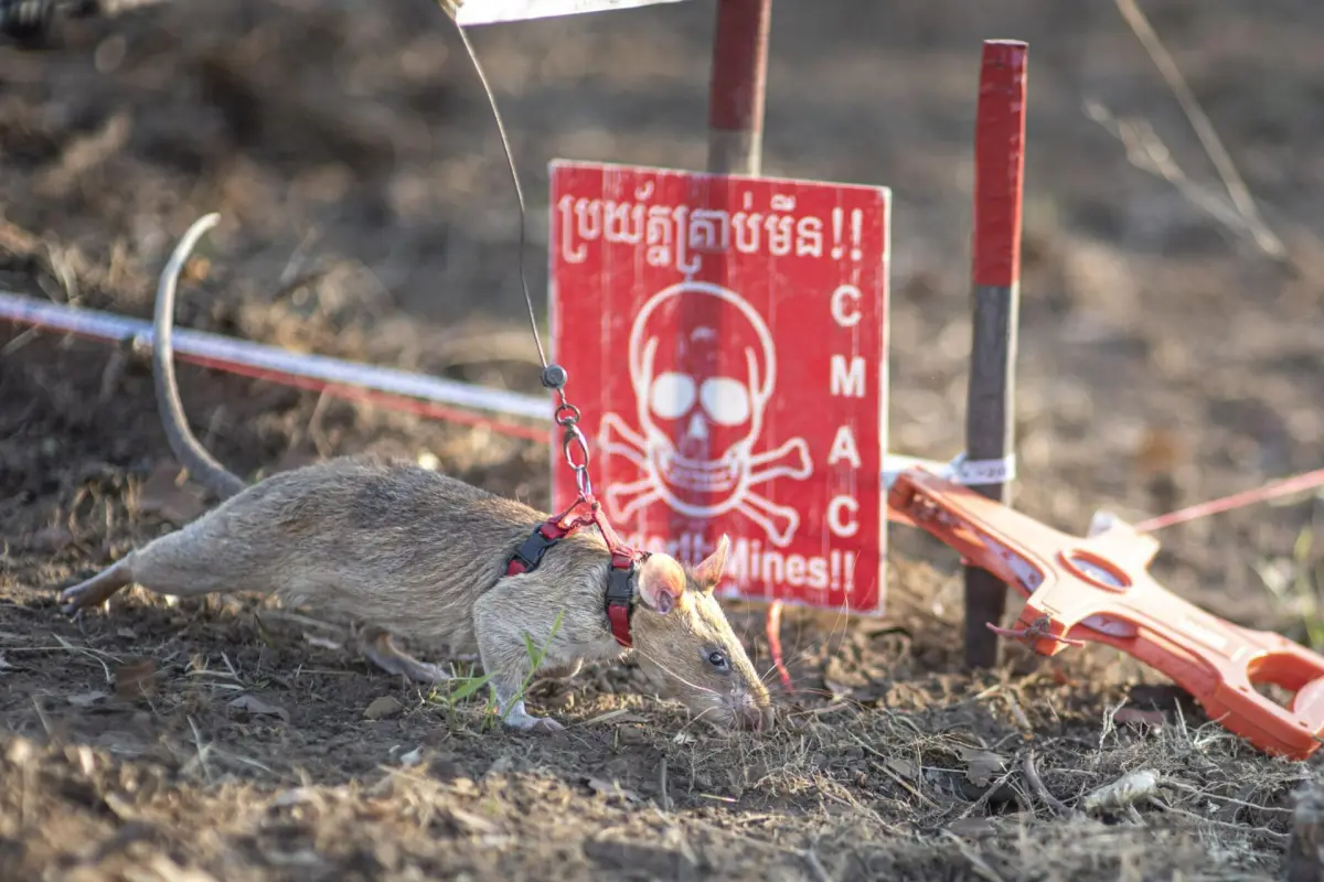 La rata buscaminas "Ronin", ganadora del Récord Guinness de detección de minas antipersonales en Camboya,  EFE/ Apopo /  ***SOLO USO EDITORIAL/SOLO DISPONIBLE PARA ILUSTRAR LA NOTICIA QUE ACOMPAÑA (CRÉDITO OBLIGATORIO)***
