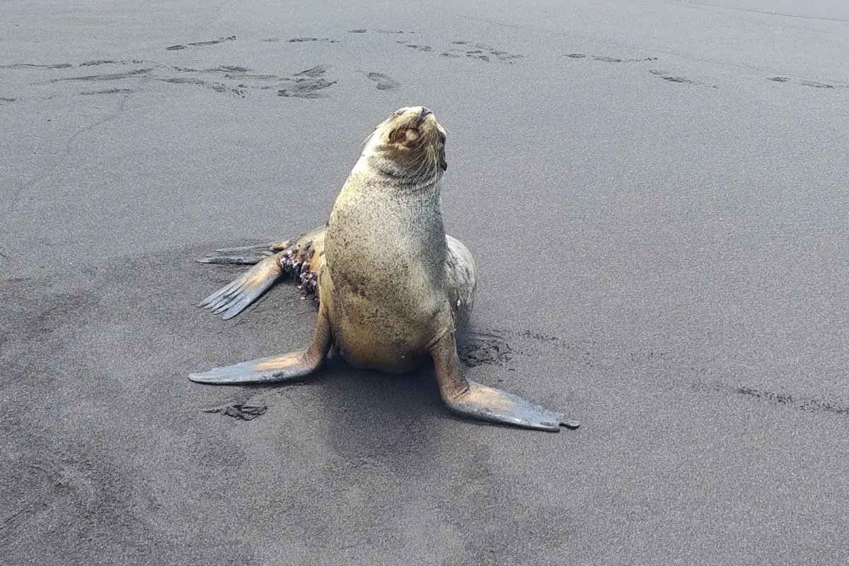 León marino localizado en la Playa de la comunidad Linda Mar., Foto Conap
