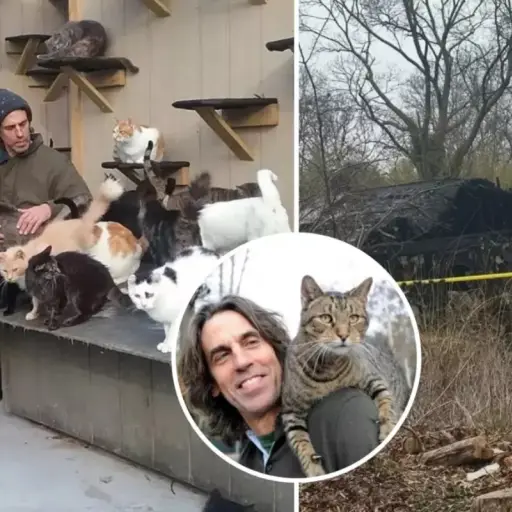 Christopher Arsenault - incendio santuario de gatos ,Redes sociales