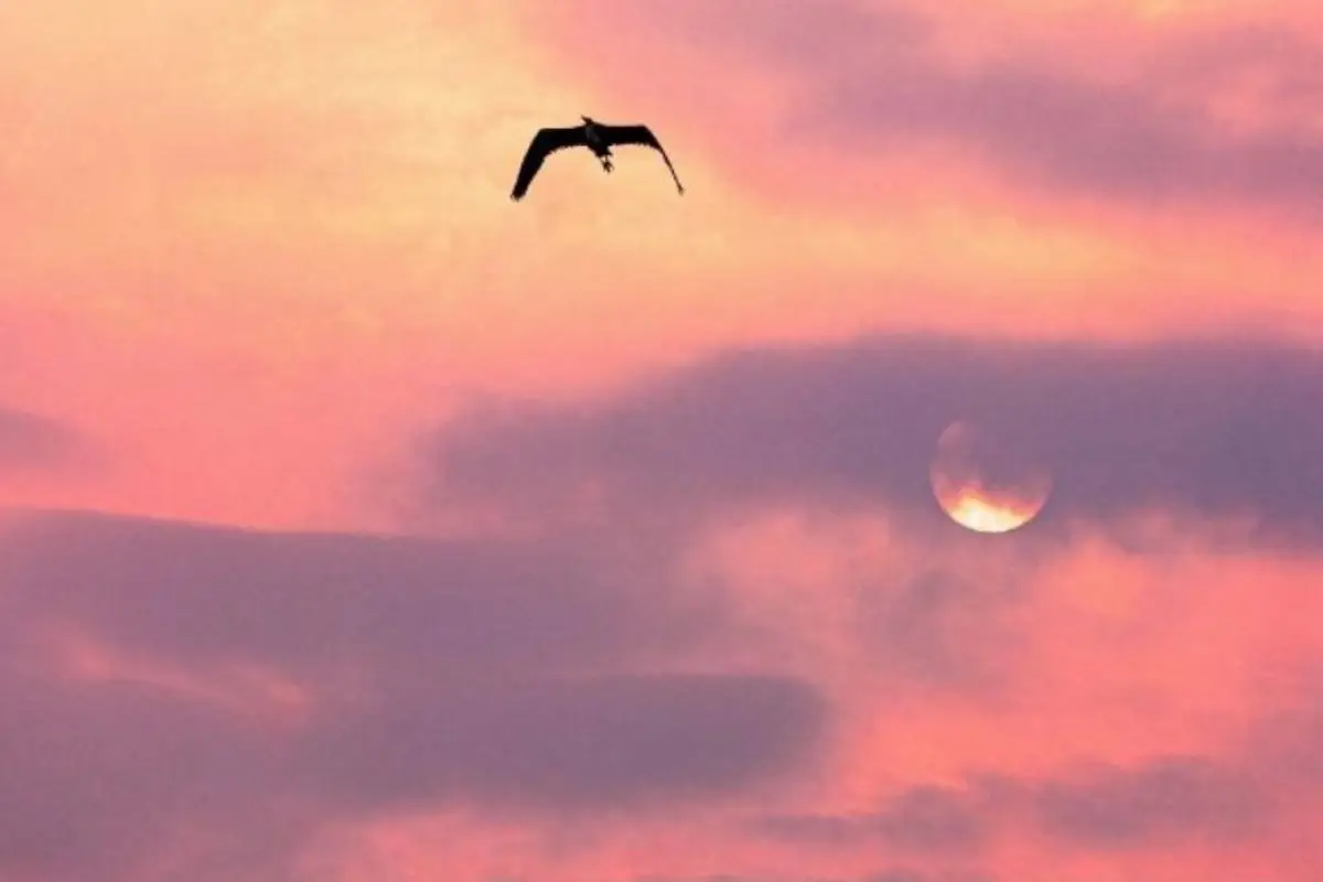 Para disfrutar al máximo de este fenómeno, la NASA recomienda algunas medidas clave., Pexels