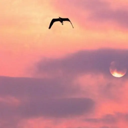 Para disfrutar al máximo de este fenómeno, la NASA recomienda algunas medidas clave. ,Pexels