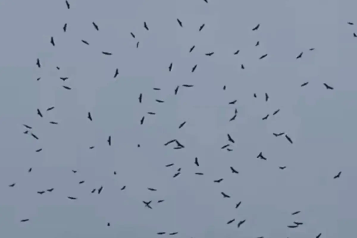 Miles de aves en el cielo de Guatemala, @ClimaenGuate/X