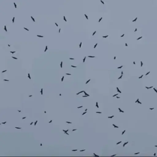 Miles de aves en el cielo de Guatemala ,@ClimaenGuate/X