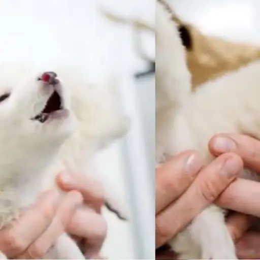 La promesa de devolver a la vida al lobo gigante. ,Redes sociales