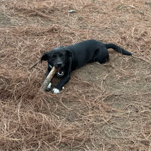 La Unidad de Bienestar Animal destacó que todos los perritos están vacunados, desparasitados, castrados. ,Unidad Municipal de Bienestar Animal