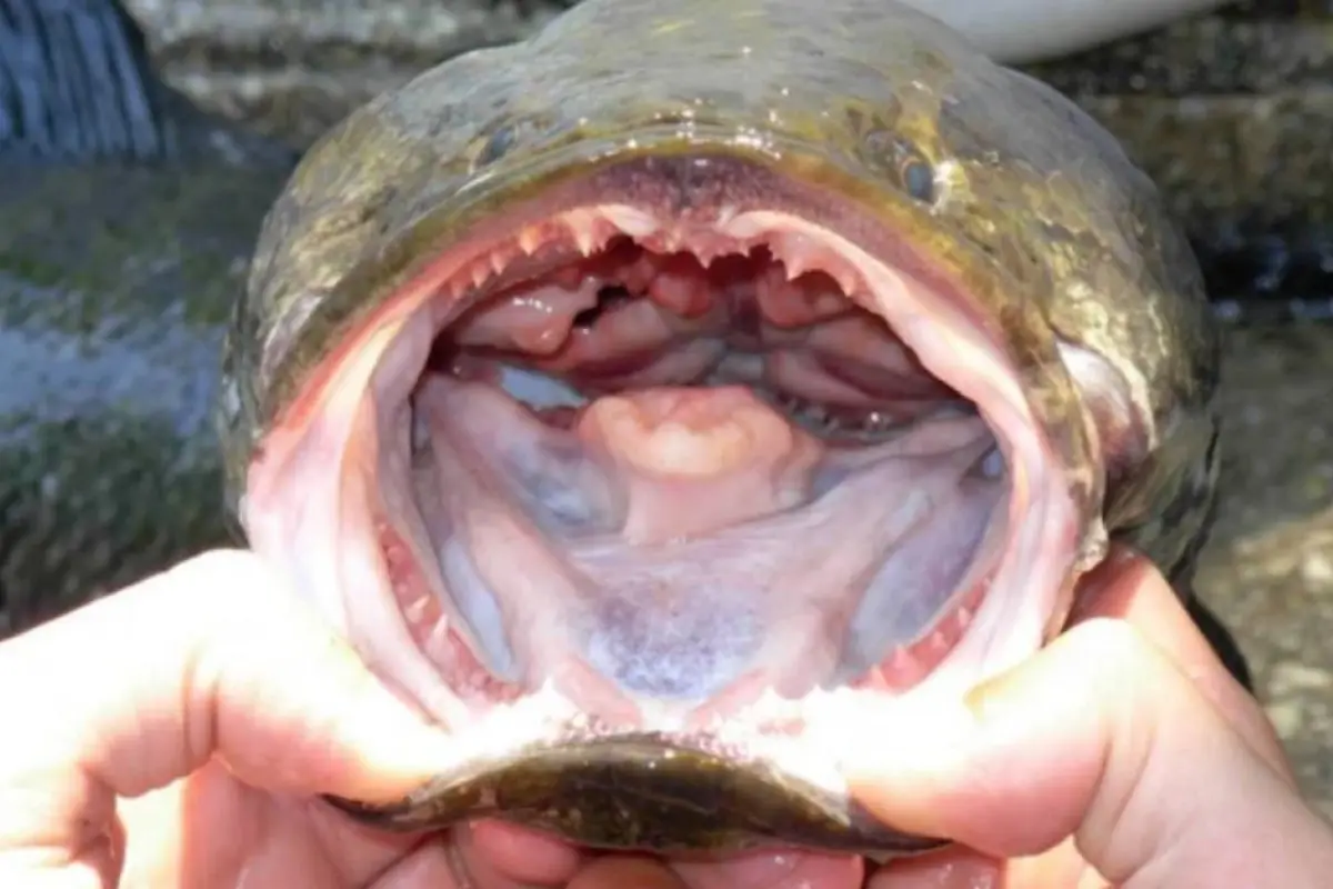 Alerta en EE. UU. por aparición de pez asiático. , Redes sociales